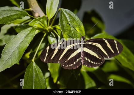 Zebra longwing on a leaf Stock Photo