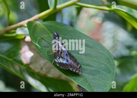 The clipper sitting on a leaf Stock Photo