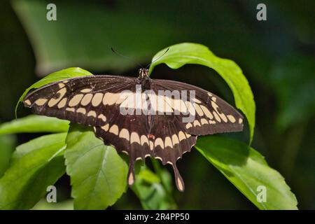 King swallowtail on a leaf Stock Photo