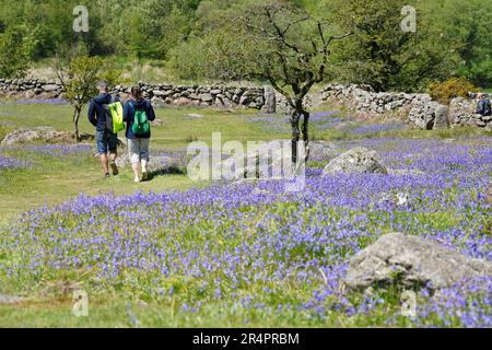 Emsworthy Mire, UK - May 2023: Visitors at the Emsworthy Mire Devon Wildlife Trust ancient farm site in Dartmoor, bluebell fields in May Stock Photo