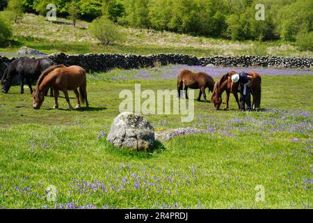 Dartmoor Ponies surrounded by bluebells in May, near Saddle Tor in Dartmoor National Park, Devon, UK Stock Photo