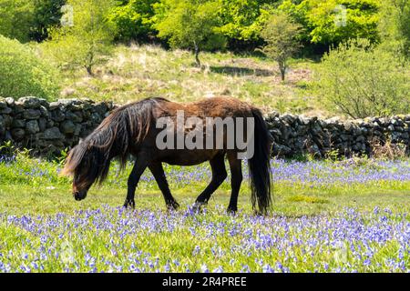 Black, male Dartmoor Pony surrounded by bluebells in May, near Saddle Tor in Dartmoor National Park, Devon, UK Stock Photo