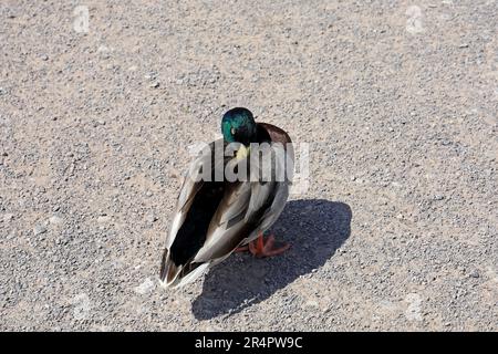 Mallard duck, anas platyrhynchos standing on the grit path, apparently asleep standing. Cardiff Bay Wetland Nature Reserve. May 2023. Summer Stock Photo