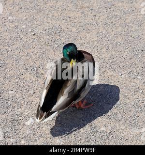 Mallard duck, anas platyrhynchos standing on the grit path, apparently asleep standing. Cardiff Bay Wetland Nature Reserve. May 2023. Summer Stock Photo