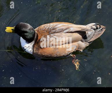 Mallard duck - Anas platyrhynchos - colour variation 'manky duck' or possible a duclair duck.Cardiff Bay Wetland Nature Reserve. May 2023. Summer. Stock Photo