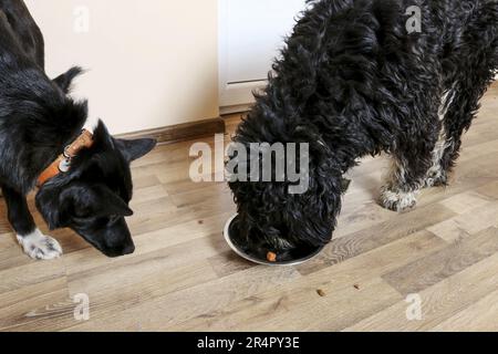 Two dogs eat from one bowl. Animal love Stock Photo