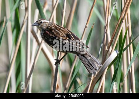 Red-winged Blackbird (Agelaius phoeniceus) Stock Photo