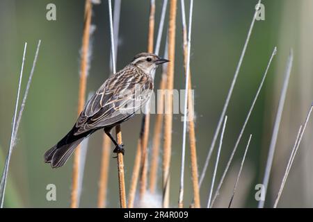 Red-winged Blackbird (Agelaius phoeniceus) Stock Photo