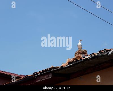 Seagull bird screaming on house roof on blue sky Stock Photo