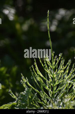 Morning dew on wild plant Stock Photo