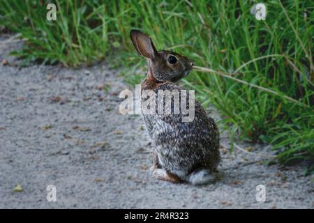 Rabbit in field during summer Stock Photo