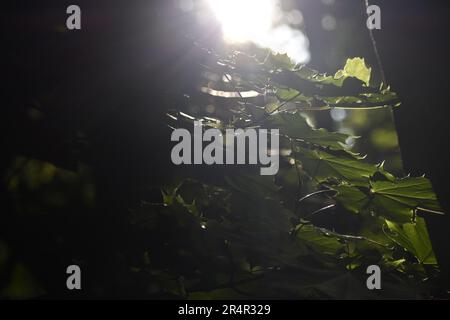 Glowing Maple leaves under sun Stock Photo