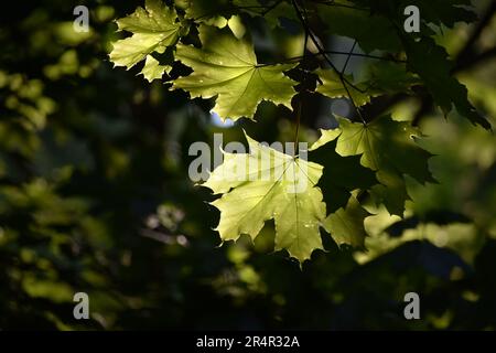 Glowing Maple leaves under sun Stock Photo