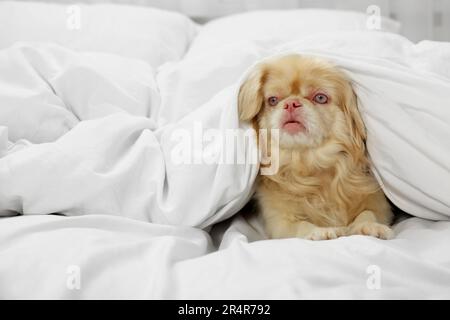 Cute Pekingese dog wrapped in blanket on bed indoors Stock Photo