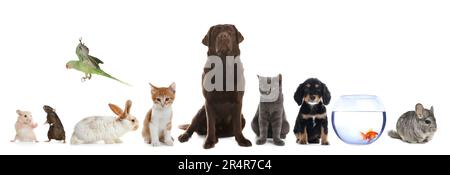 Group of different domestic animals on white background, collage