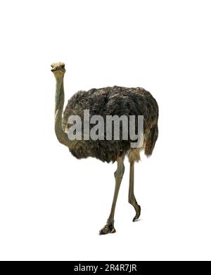 Beautiful African ostrich on white background. Wild animal Stock Photo