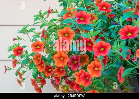 Issaquah, Washington, USA.  Hanging planter of Calibrachoa.  They are herbaceous plants with woody shoot axis that grow annual or perennial. Stock Photo