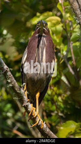 Green heron perched on a tree branch Stock Photo