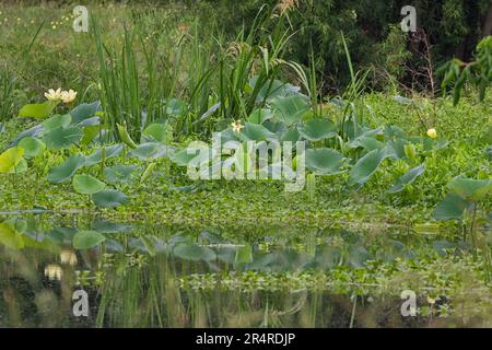 Yellow Lotus (Nelumbo lutea) population at Brazos Bend state park Stock Photo