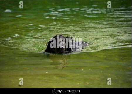 Flat coated retriever swimming in lake Stock Photo