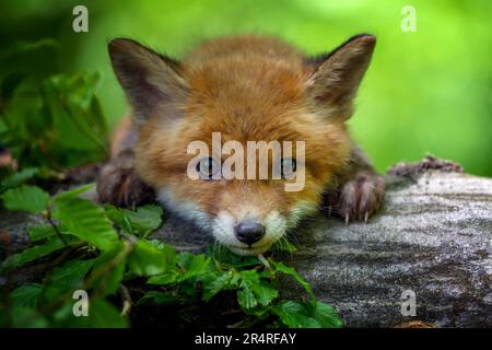 Red fox, vulpes vulpes, small young cub in forest. Cute little wild predators in natural environment. Wildlife scene from nature Stock Photo