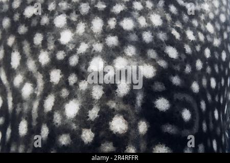 Organic shapes seamless pattern. Whale shark skin print texture. Stock Photo