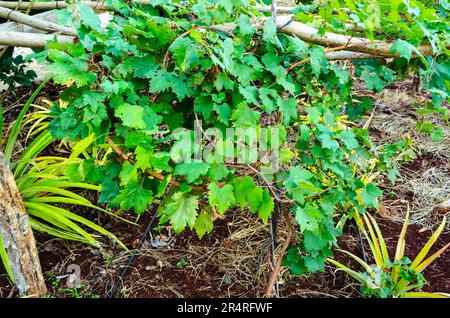 Grape Suspended Over Ground Stock Photo