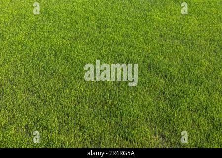 Rice seedling growing in the rice field Stock Photo