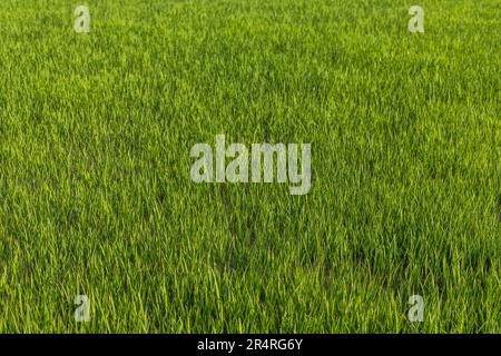 Rice seedlings growing in paddy field for transplantation. Stock Photo