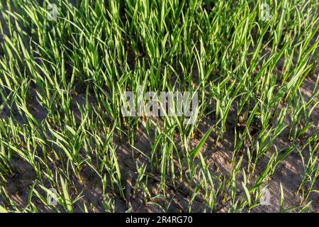 The beginning of a rice plant closeup top view Stock Photo