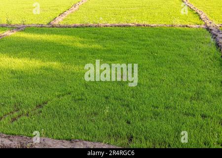 Rice Seedlings Germinating in Agriculture Field. Top view Stock Photo ...