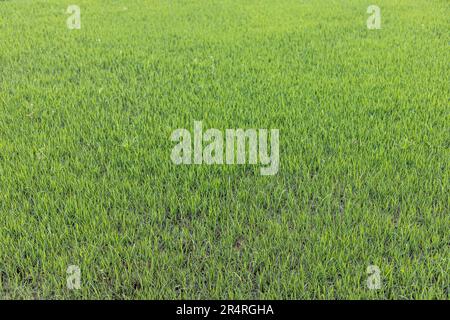 Rice seedlings plant texture background Stock Photo