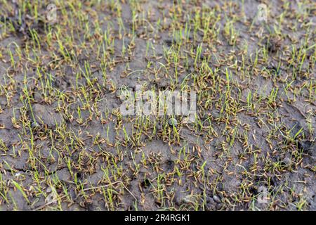 Rice seeds germination in the wet fields Stock Photo