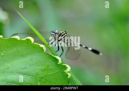 Selective focus of a dragonfly often perched on green grass Stock Photo