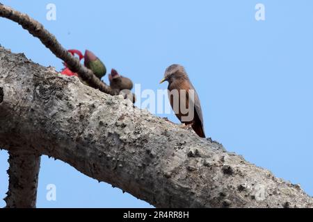 Chestnut-tailed starling (Sturnia malabarica), also called grey-headed starling and grey-headed myna observed in Gajoldaba in West Bengal, India Stock Photo