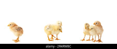 Collage with cute fluffy chickens on white background. Farm animals Stock Photo