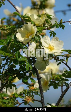 Rosa cantabrigiensis, pale yellow single yellow shrub rose Stock Photo