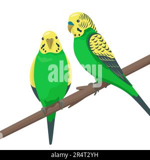 Cute flat vector love parrots sitting on a branch isolated on white background. Green and yellow small budgerigars. Talking realistic budgies Stock Vector