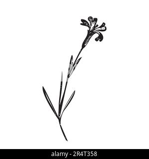 Botanical hand drawn plant. Wildflower bouquet isolated on background. Spring Summer vintage flowers. Creative linear style. Graphic design wedding in Stock Vector