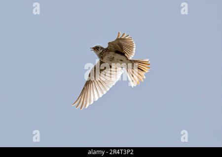 Skylark singing in flight on a sunny day Stock Photo