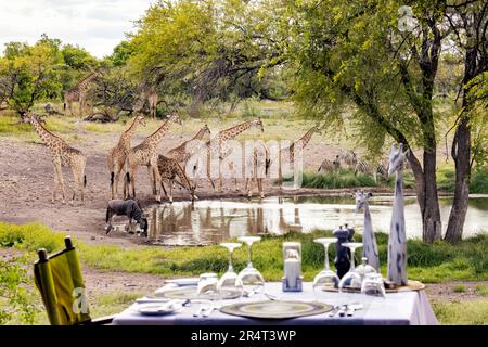 Group of giraffe drinking at the waterhole at Onguma Tented Camp, Onguma Game Reserve, Namibia, Africa Stock Photo