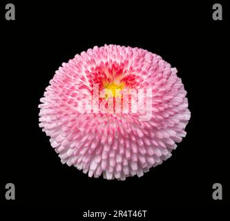 Partly pink colored daisy flower head isolated in black back Stock Photo