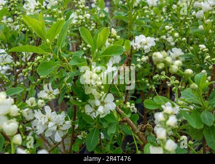 Twigs with white dwarf cherry blossoms and green leaves Stock Photo