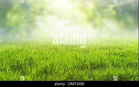 a green grass natural landscape, blurred background Stock Photo