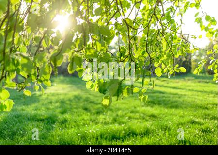 soft focus blurred abstract background tree and grass in spring park Stock Photo