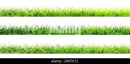Illustration green grass isolated on white background - vector Stock ...