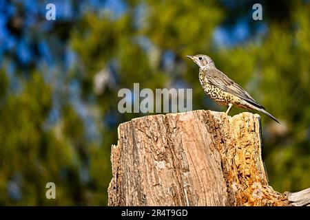 Common Thrush or Turdus viscivorus, perched on a log Stock Photo
