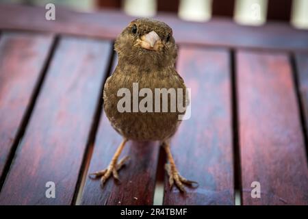 Hedge sparrow with a inquisitive look. Stock Photo