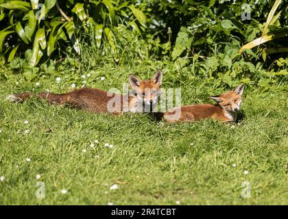 Red Fox Cub and Mother sunbathing in a garden in Southend-on-Sea, Essex © Clarissa Debenham (Film Free Photography) / Alamy