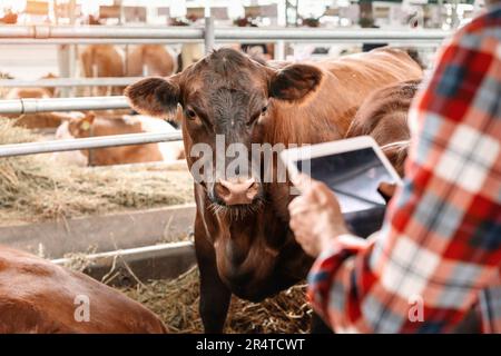 Cow looking at digital tablet in hands of farmer. Stock Photo